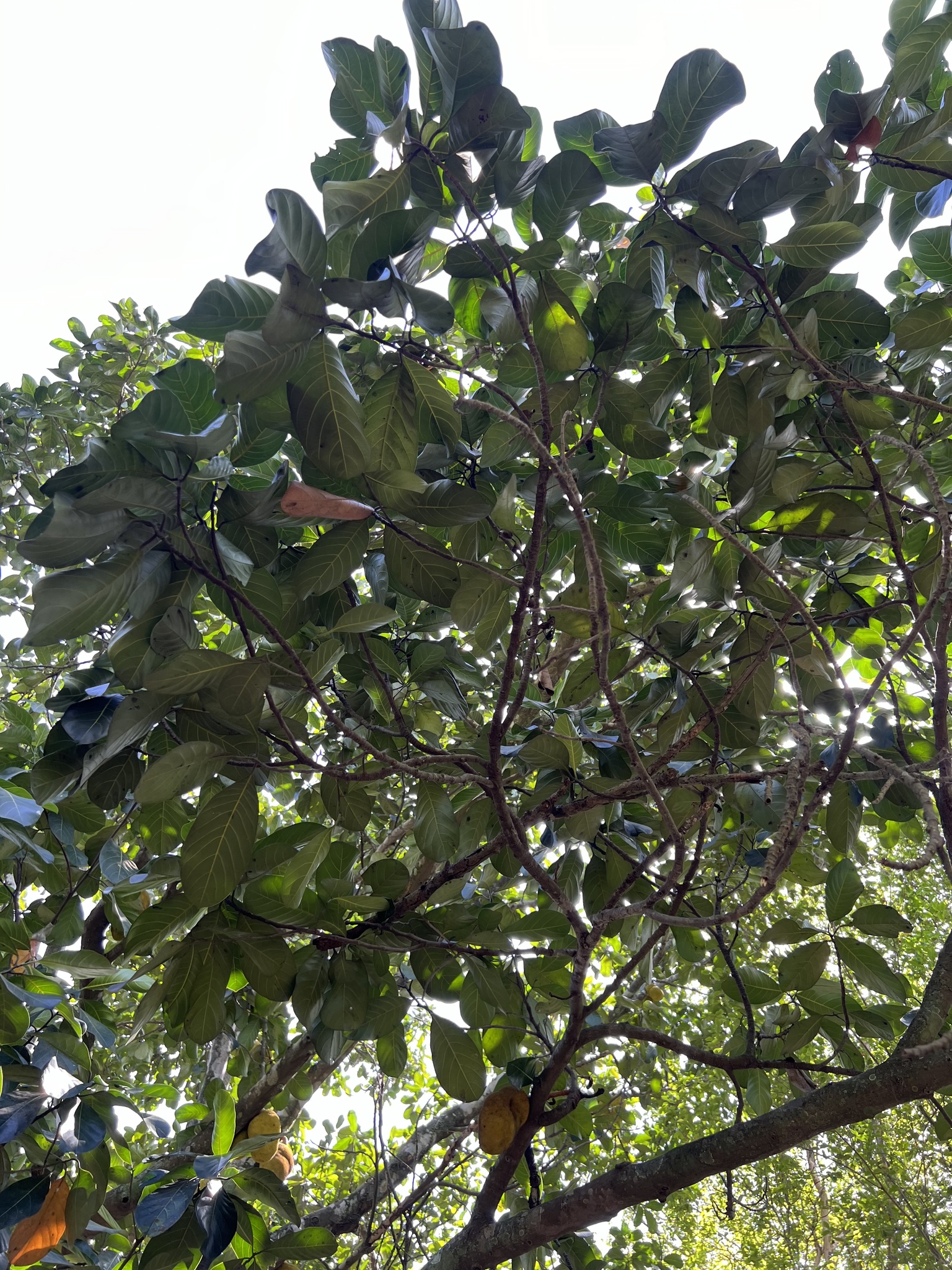 Artocarpus heterophyllus