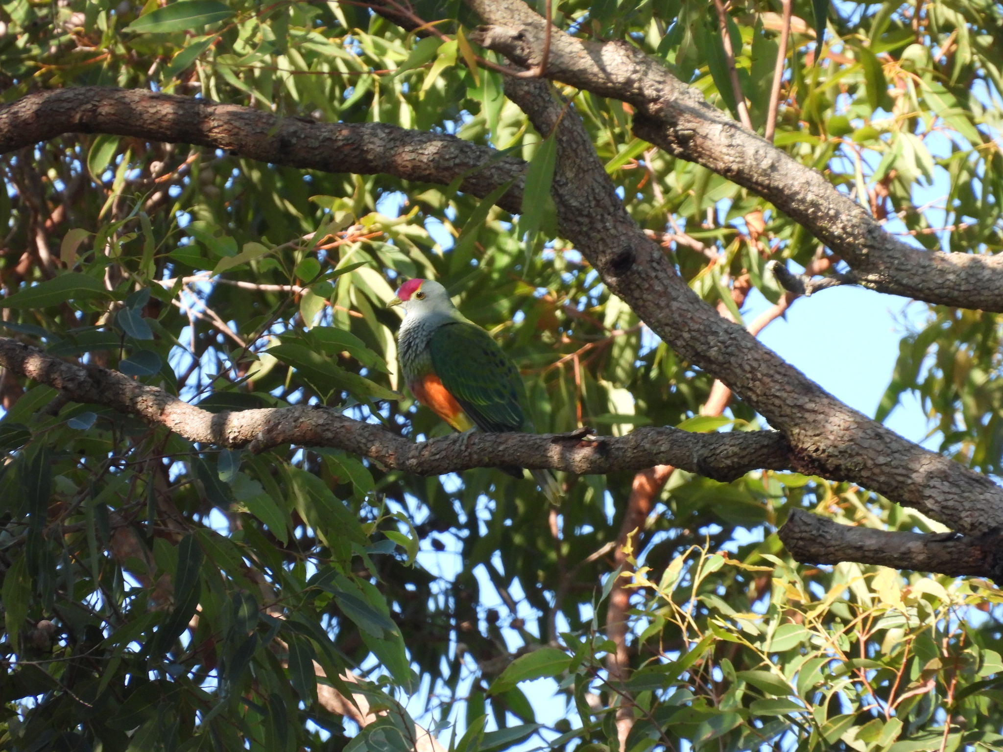 Rose-crowned Fruit-Dove illustration