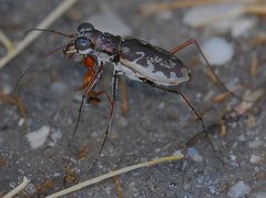 Ellipsoptera marginata