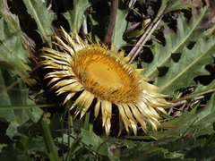 Carlina acanthifolia