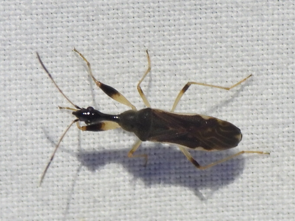 Texas Seed Insect Long-necked Seed Bug from Fort Worth, TX, USA on October 15, 2024 at 08 ...