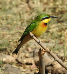 Merops pusillus argutus