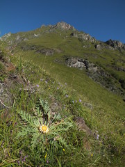 Carlina acanthifolia