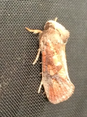 Acrolophus plumifrontella