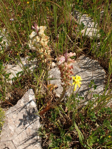 Image of Lachenalia pallida by (c) agujaceratops, some rights reserved (CC BY)