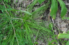 Carex montana