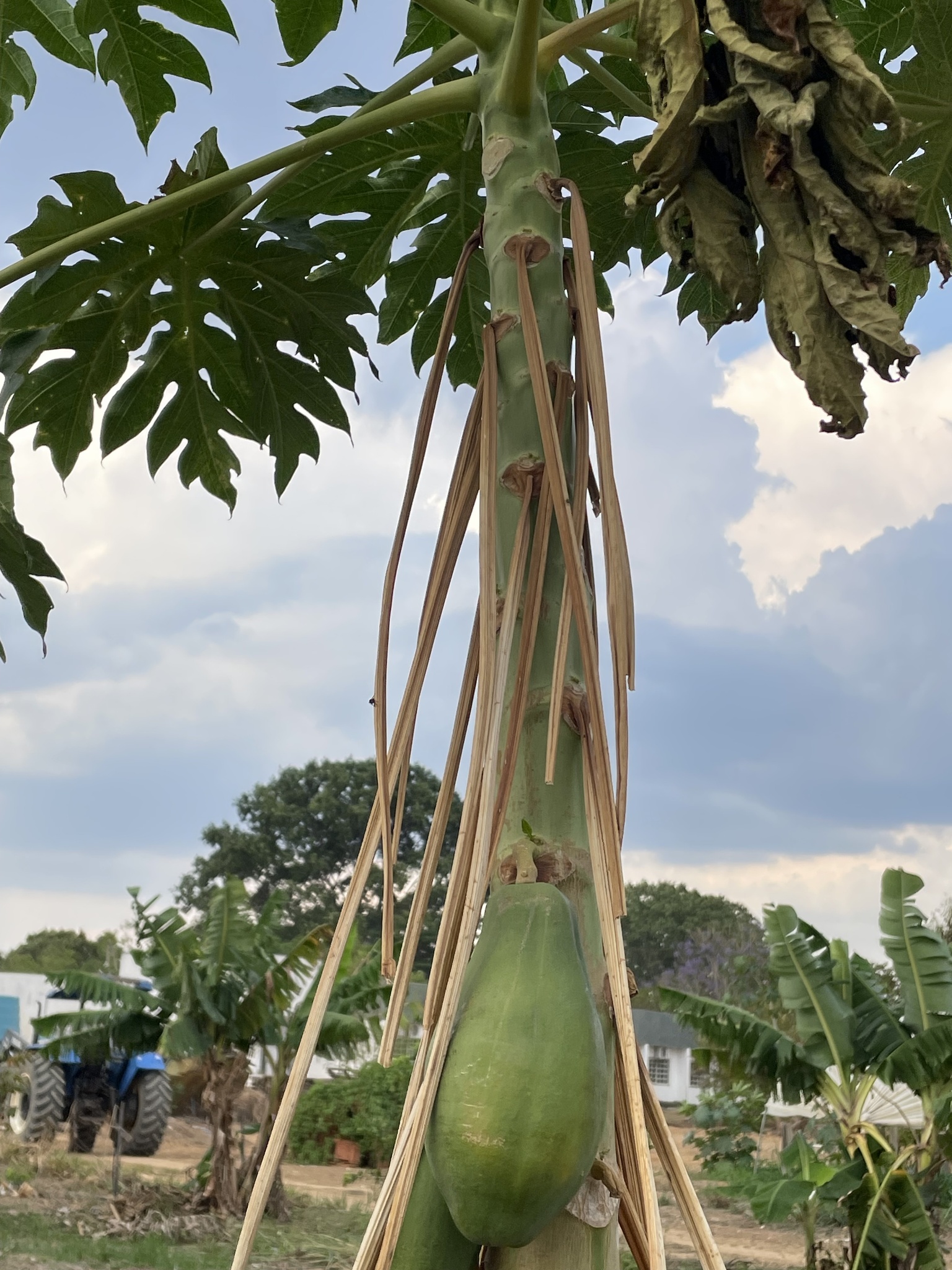 Carica papaya
