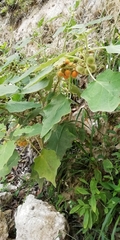 Solanum hirtum