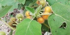 Solanum hirtum