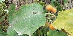 Solanum hirtum