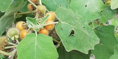 Solanum hirtum