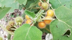 Solanum hirtum