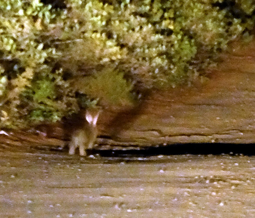 iNaturalist observation photo of Snowshoe Hare