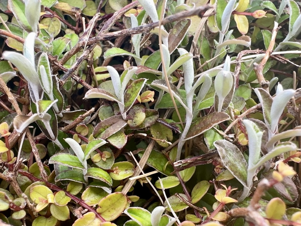 Creeping Everlasting Daisy