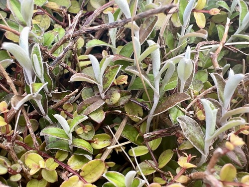 Helichrysum filicaule Hook.fil.