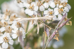 Gillmeria pallidactyla