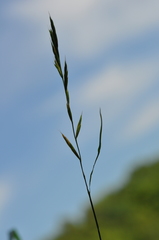 Brachypodium pinnatum