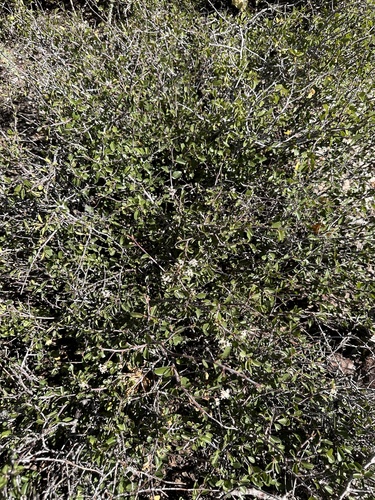 Image of Ceanothus martini by (c) Matt Berger, some rights reserved (CC BY)