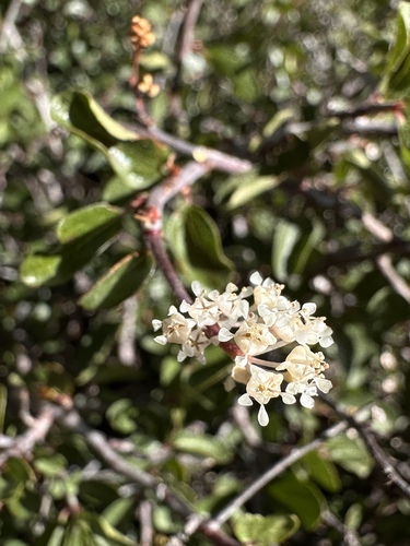 Image of Ceanothus martini by (c) Matt Berger, some rights reserved (CC BY)