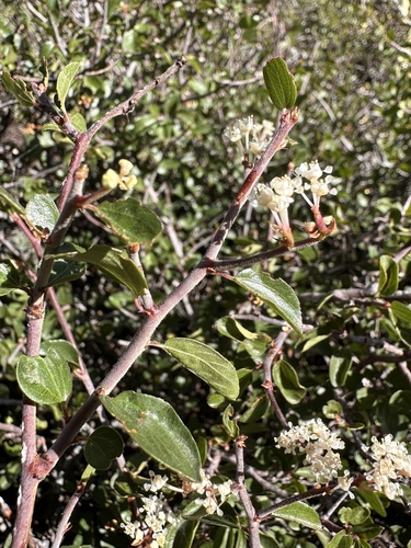 Image of Ceanothus martini by (c) Matt Berger, some rights reserved (CC BY)