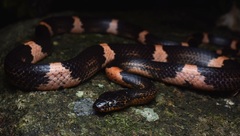 Rendahl's Wolf Snake photo 1