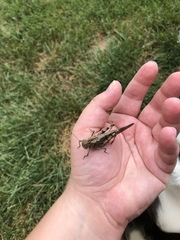 Dissosteira carolina