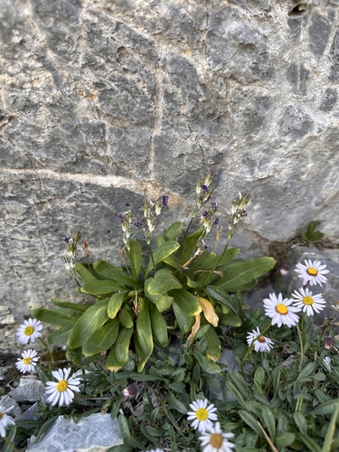 Image of Nevada Primrose (Primula nevadensis) by (c) Matt Berger, some rights reserved (CC BY)