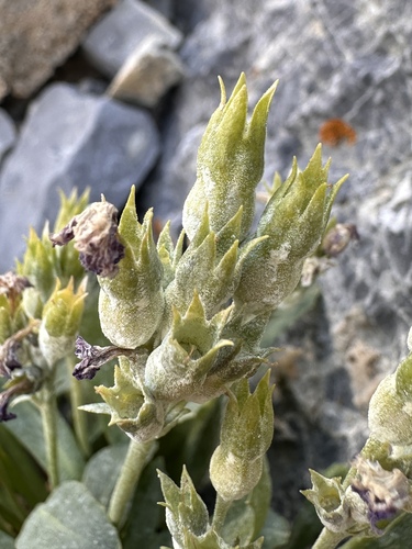 Image of Primula nevadensis by (c) Matt Berger, some rights reserved (CC BY)