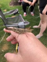 Dissosteira carolina