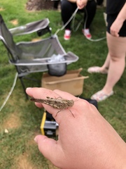 Dissosteira carolina