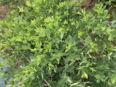 Baptisia australis
