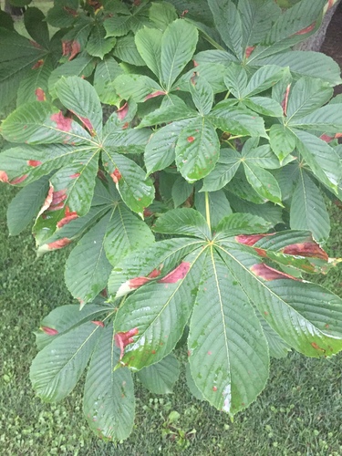 Aesculus leaf blotch
