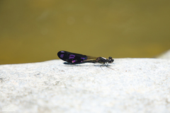 Aristocypha fenestrella