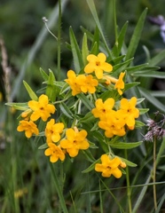Lithospermum canescens