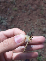 Myrmecaelurus trigrammus