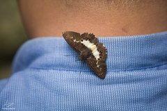 Seseria affinis