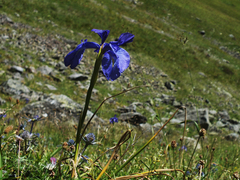 Iris latifolia