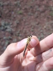 Myrmecaelurus trigrammus