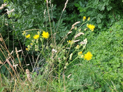 Dvogodišnji dimak (Crepis biennis)