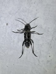 Xylotrechus subscutellatus