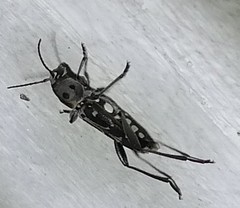 Xylotrechus subscutellatus