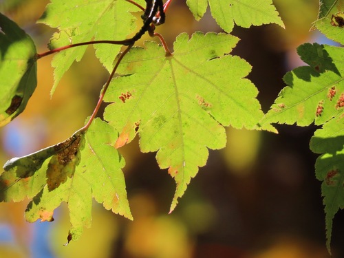 butterfly maple (Acer tschonoskii)