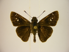 Torbenlarsenia gemella