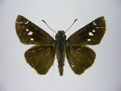 Torbenlarsenia gemella