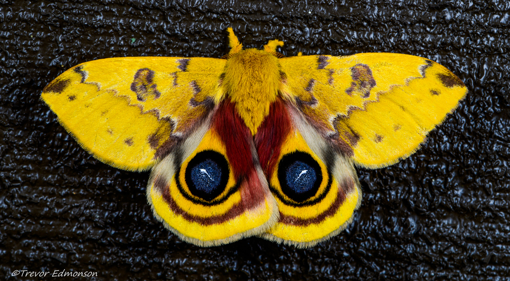 Buck and Io Moths