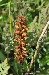 Orobanche alsatica