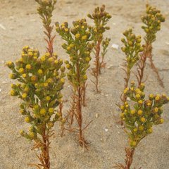 Amblyopappus pusillus