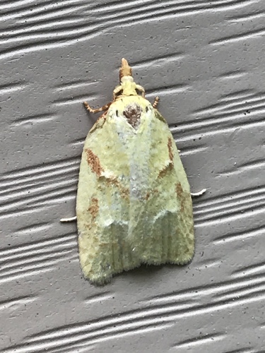 Maple-Basswood Leafroller Moth photo 2