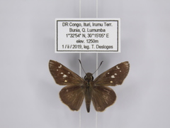 Torbenlarsenia gemella