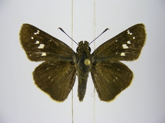 Torbenlarsenia gemella